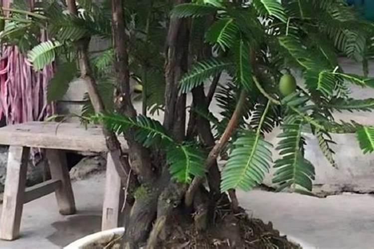 香榧树用什么肥料生长快