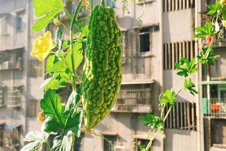 在阳台种植苦瓜必须施肥吗？是什么肥？