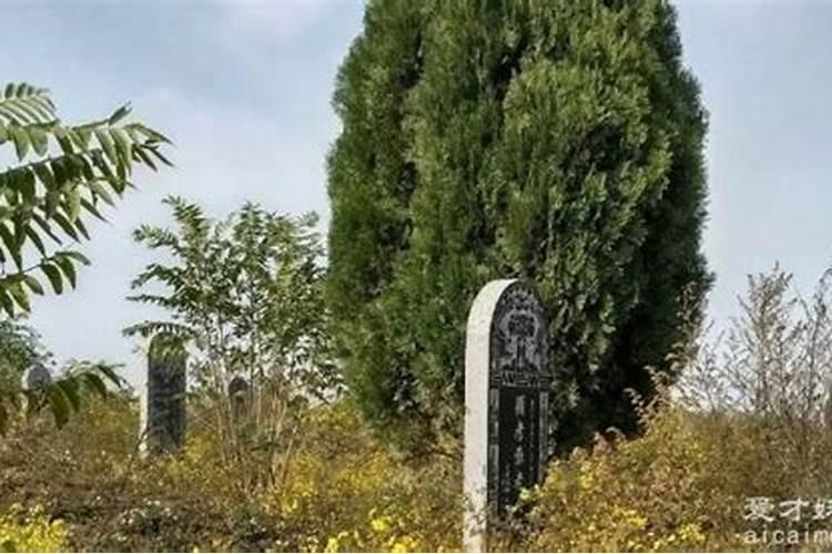 柏树追什么肥长的快
