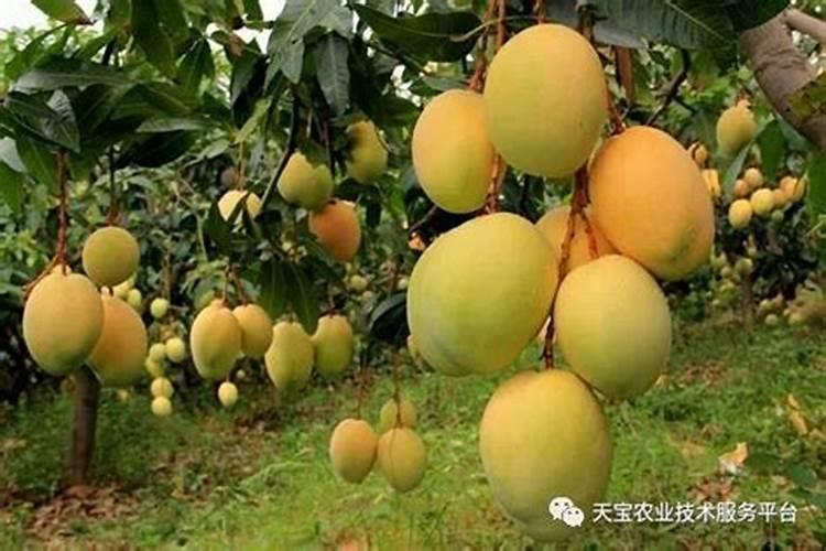 请问一下芒果催花方法,应使用什么药