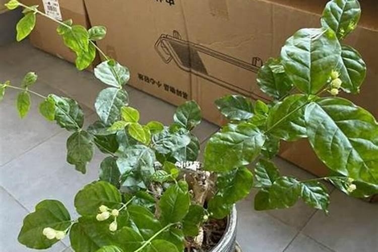 茉莉花花期可以喷洒叶面肥和防止虫害的药吗