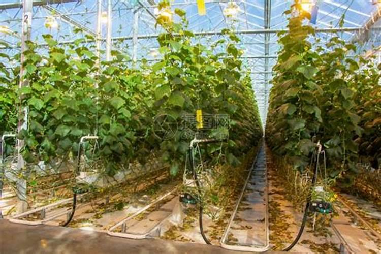 如何浇水施肥才能提高黄瓜产量 注意事项有哪些