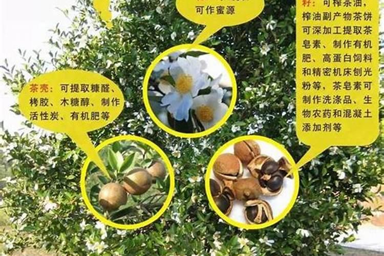 种植什么树赚钱快不愁卖？