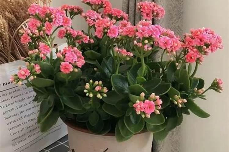 长寿花花谢了怎么处理 长寿花花谢了的处理方法
