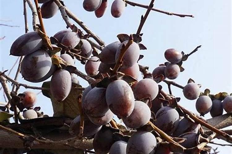 柿子树施什么肥料好