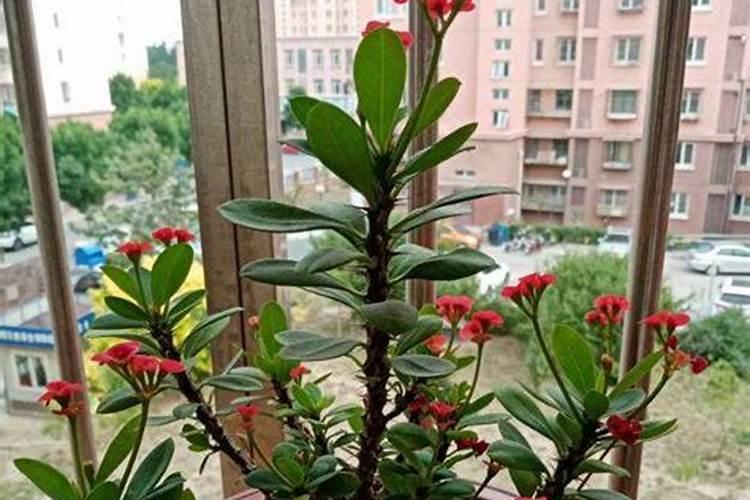 请教为何开花的时候不能施肥