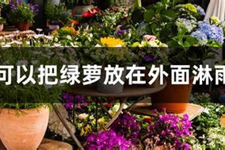 绿萝快速长藤小妙招