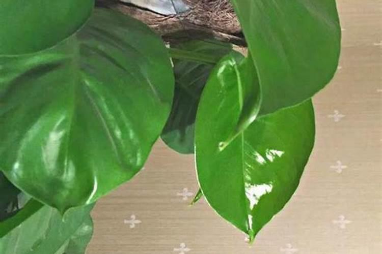 绿萝喷叶面肥好吗