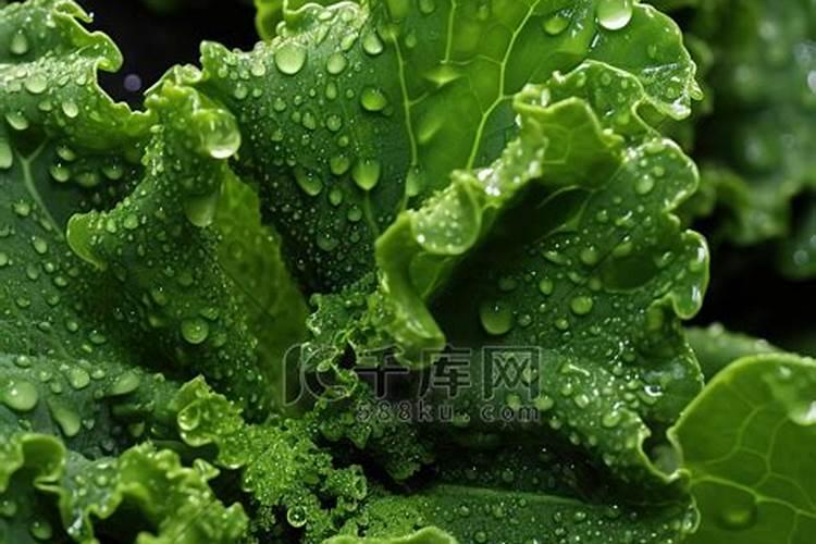 菜叶子怎么做肥料
