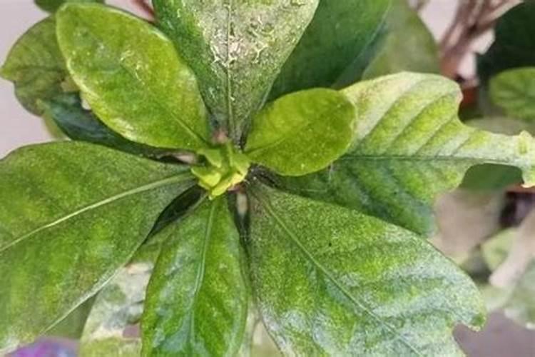 盆栽栀子花施什么肥