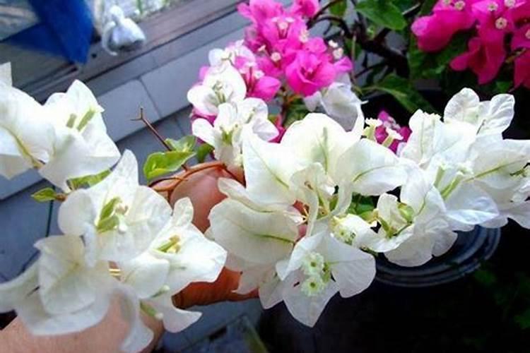 6月份建兰开花后该如何养护管理？