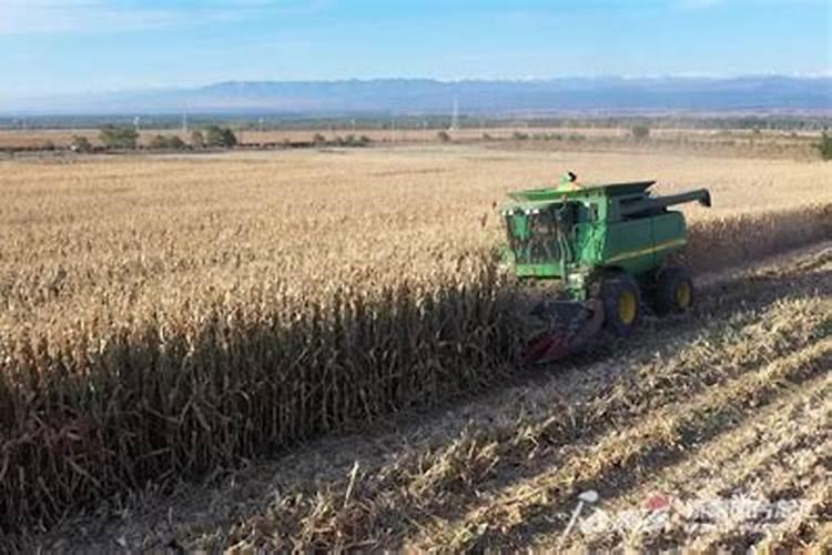 玉米出廖了能打叶面肥吗