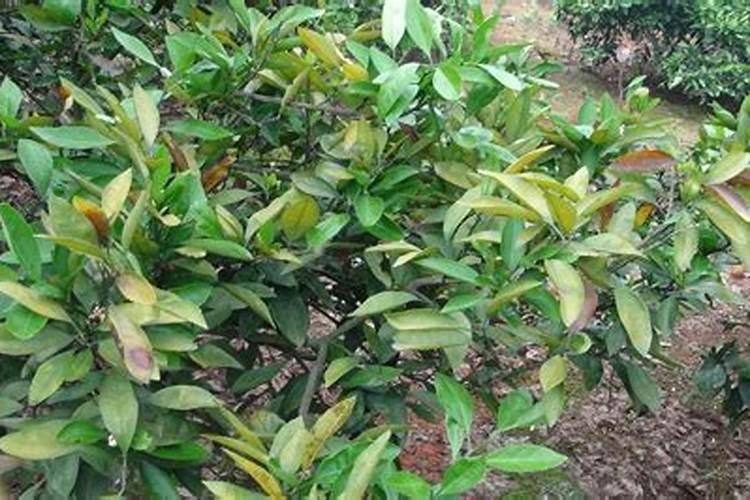早花芒果树管理要点 芒果提前开花怎么办