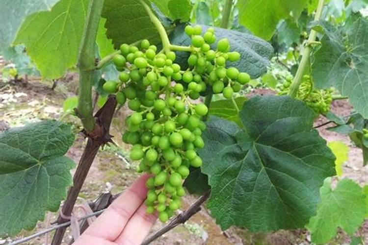 施肥是葡萄高产的手段,什么肥料才是葡萄最好的肥料？