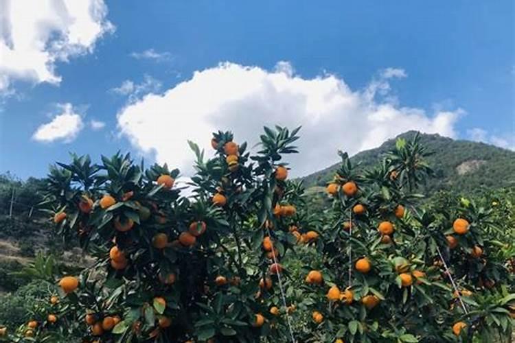 盆栽桔子怎么才能开花结果？