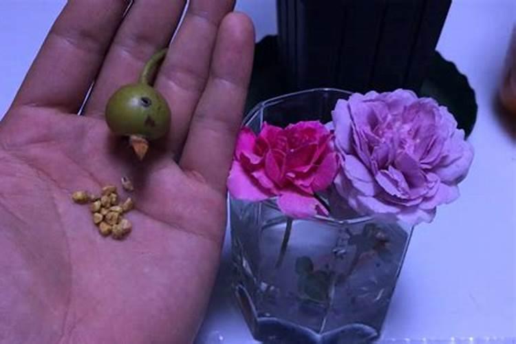 春天月季发芽施什么肥