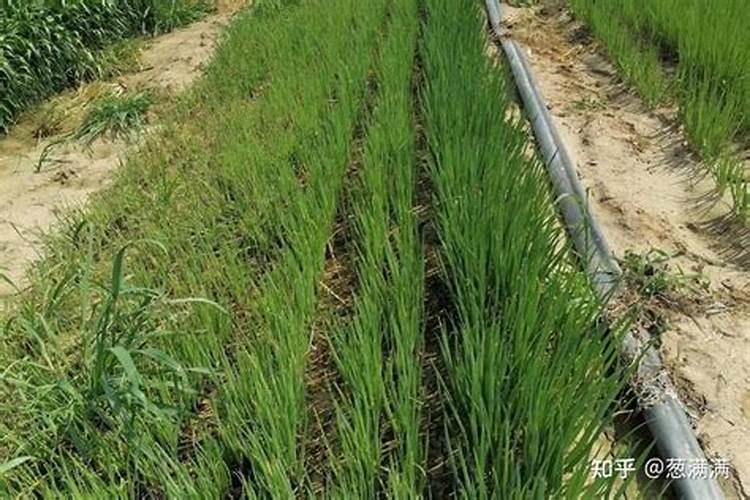 治疗甘蓝茎基腐应用那些药