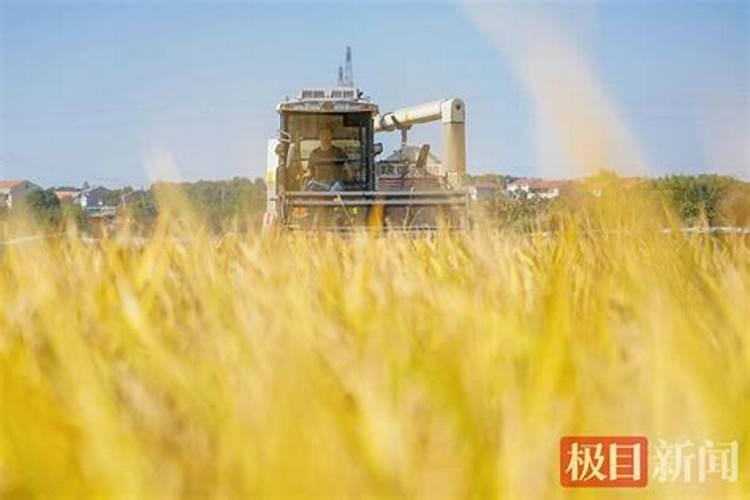 水稻抽穗结实期如何管理 有哪些注意事项