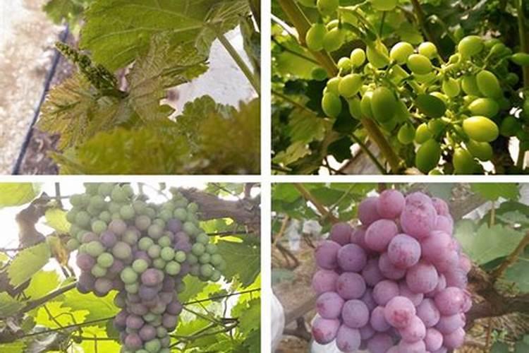 芒果树多久施肥一次 最佳施肥时间是几月份