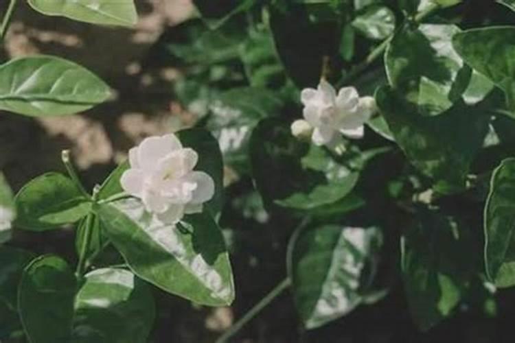 茉莉花新长的嫩叶薄而透明是啥原因？