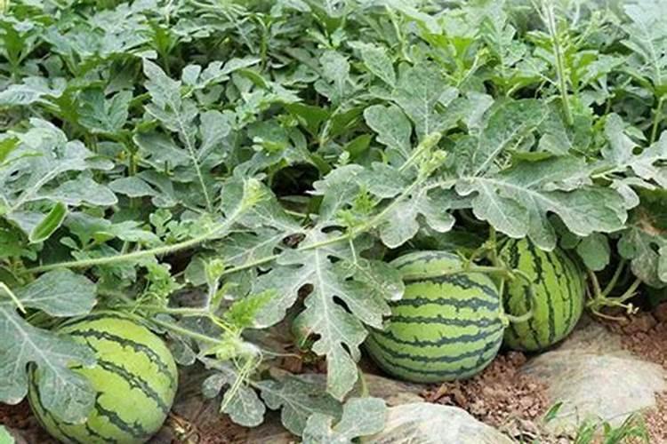 西瓜移栽后几天可以施肥