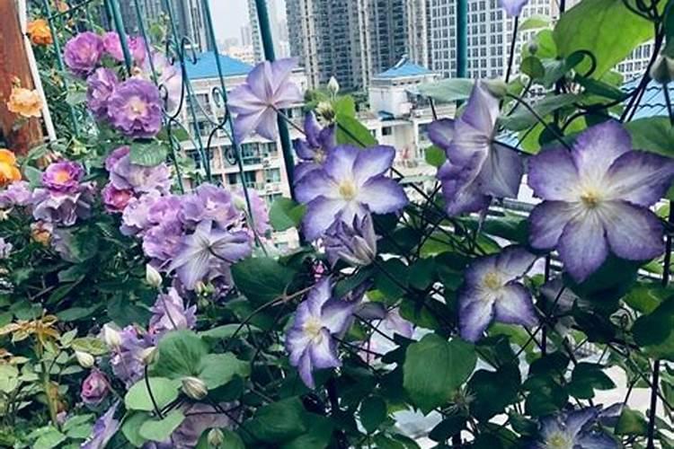 铁线莲春天怎么浇水
