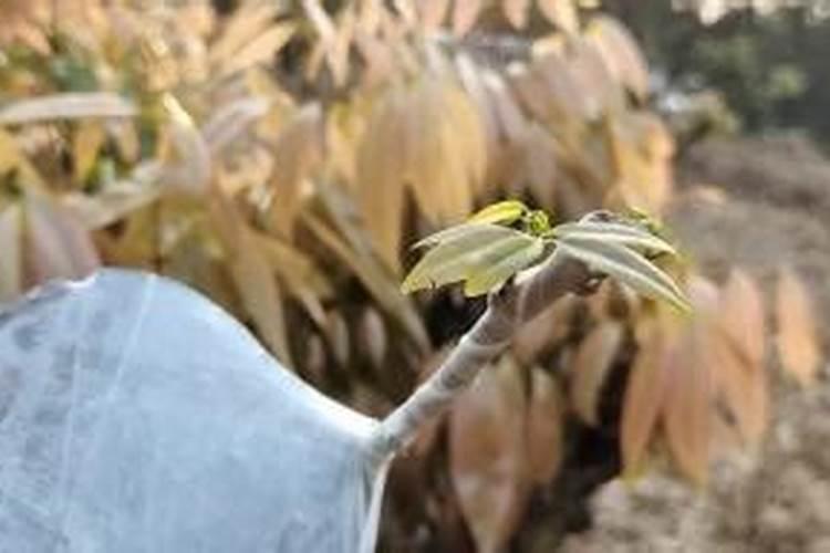 荔枝幼苗用什么肥料好