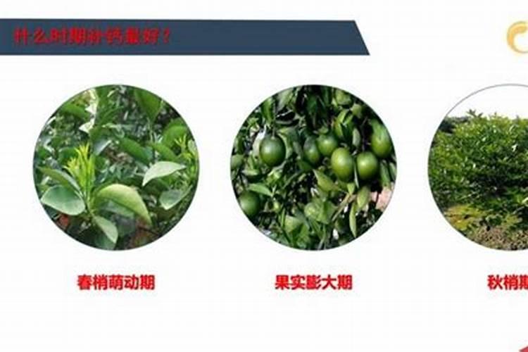 青椒种植一窝放几棵