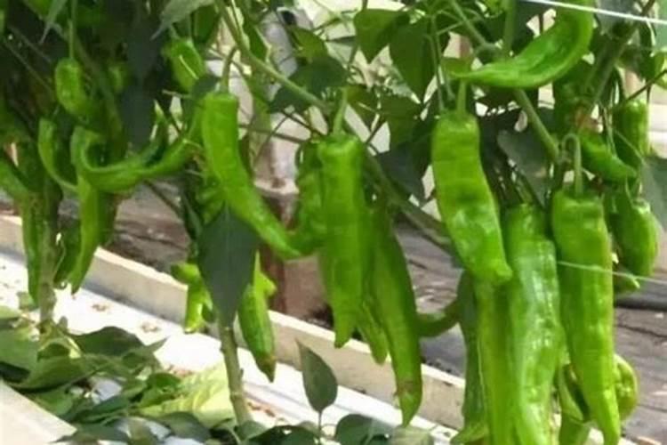 青椒露地种植法