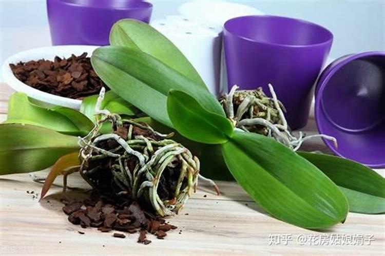 从肥料属性来说淘米水是氮肥还是磷肥呢