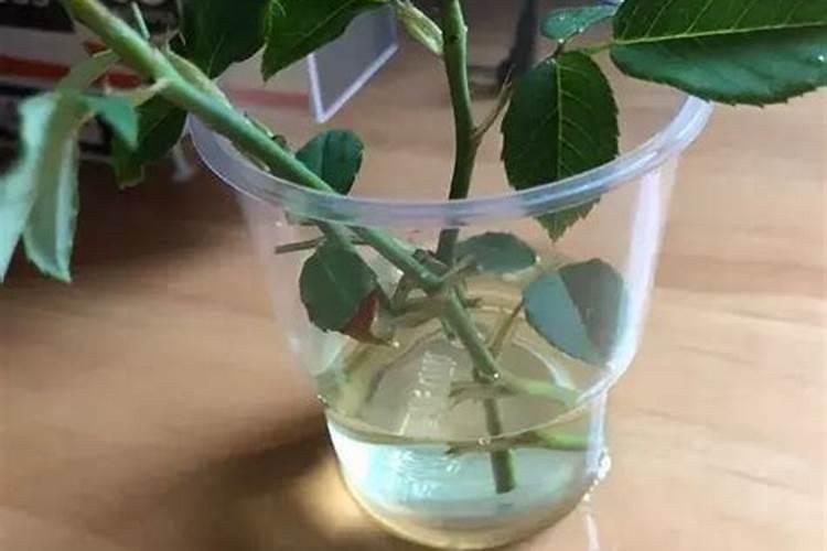 氮肥可以兑水浇花吗