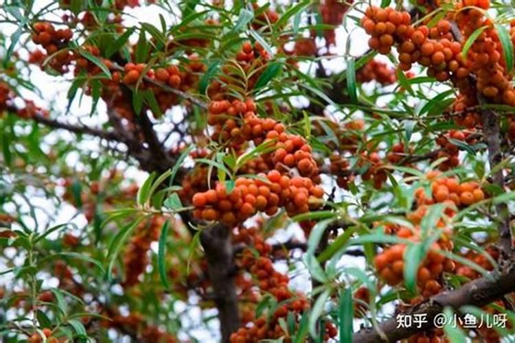 沙棘树苗怎么种植技术