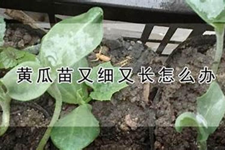 黄瓜茎杆太细如何调整
