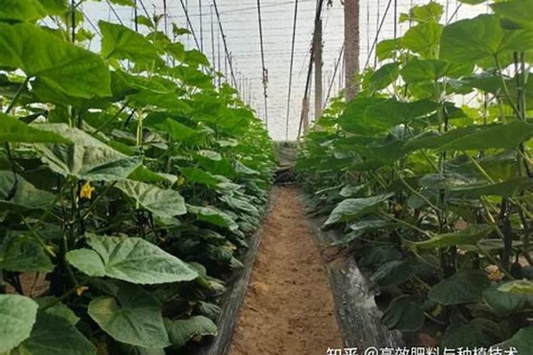黄瓜茎杆太细如何调整