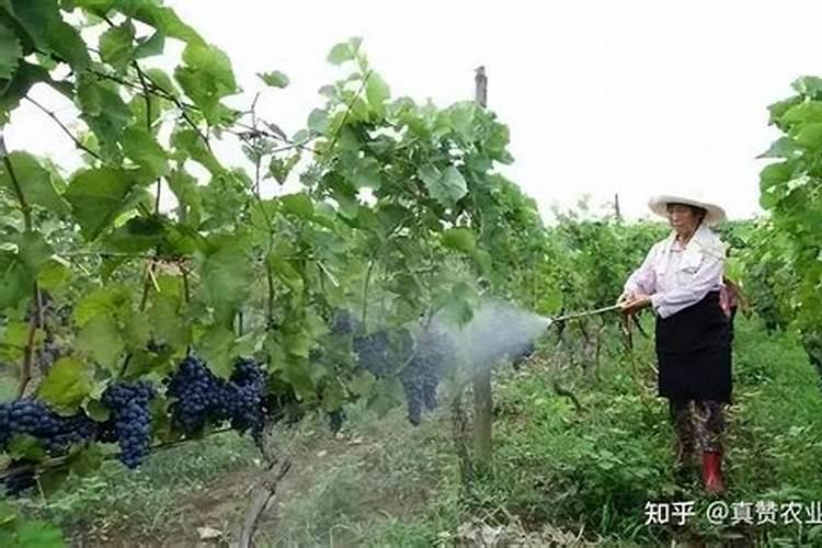 种子燃烧后变成灰白色物质,说明种子成分中含有( ) A.水分 B.无机盐 C...