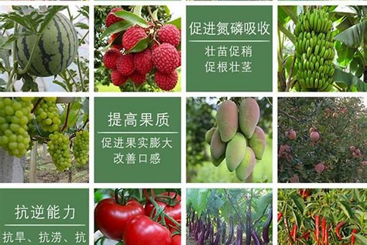 青岛明月海藻肥质量怎么样