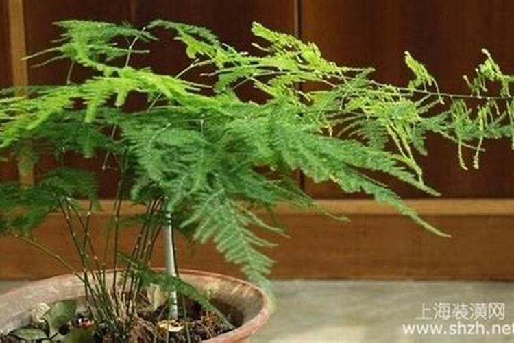 文竹用什么肥料最好