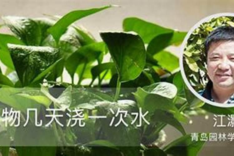 夏天室内的花多久浇水一次好？