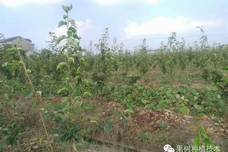 果树叶面肥什么时候喷比较好