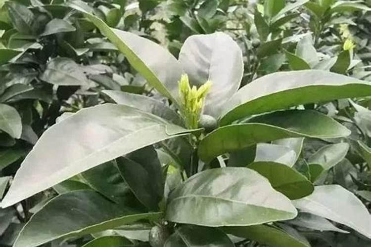 新栽果树什么时候施肥最好