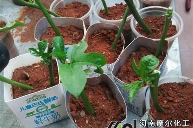 大量元素水溶肥执行什么标准