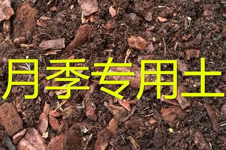盆栽植物怎么换土换盆