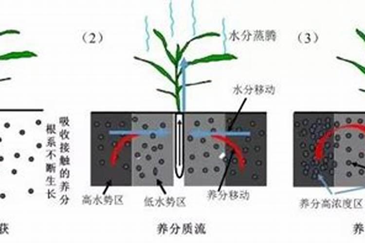 磷肥可以直接撤在根部吗