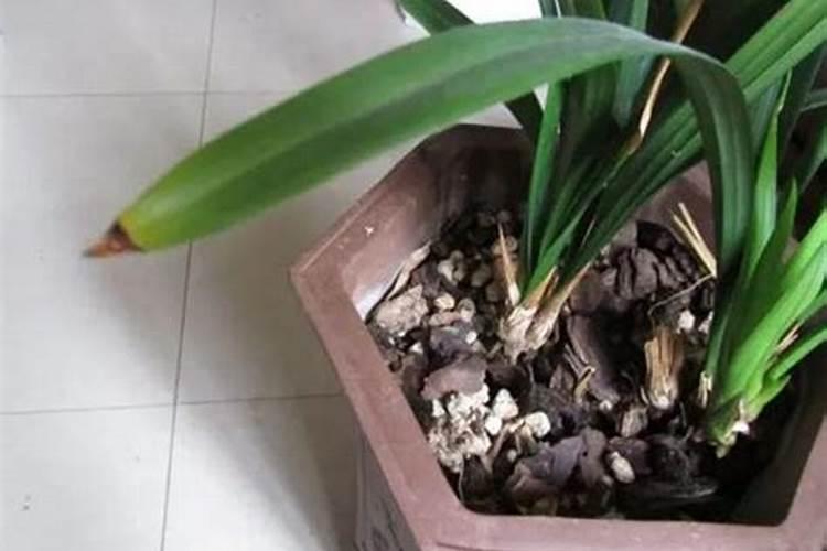 兰花叶面肥浓度过高,怎么办？