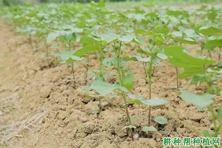 棉花每个生长周期的施肥方案 施肥用一铵还是用二铵