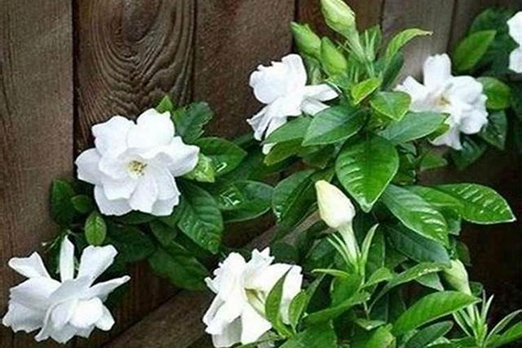 单花茉莉花施什么肥