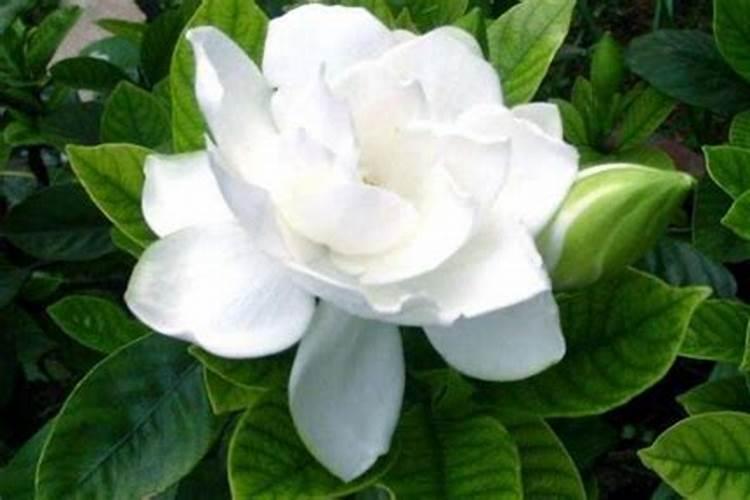 尿素可以用来给栀子花施肥吗