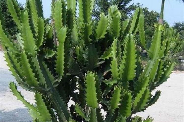 龙骨花怎么施肥