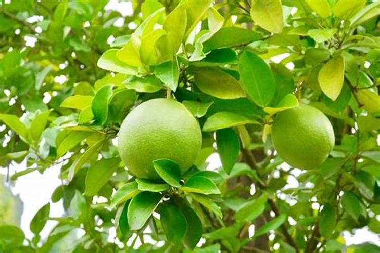 紫叶酢浆草种植方法 紫叶酢浆草种植方法介绍