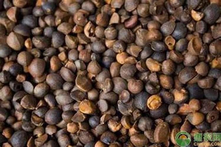 茶树需要上什么肥料